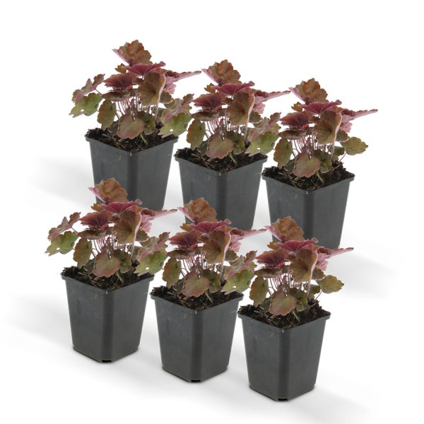 Bodendecker - Purpurglöckchen - Heuchera mic. 'Palace Purple' - 9cm Topf - Set mit 6 Pflanzen