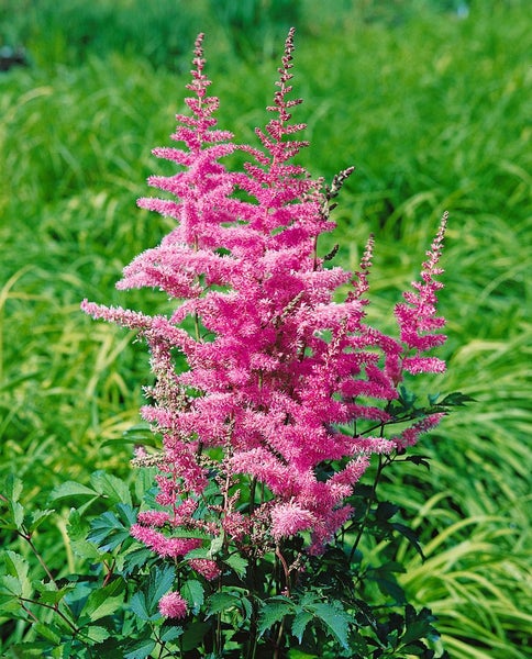 Astilbe chinensis var. taquetii 'Superba', rosa Blüten, ca. 9x9 cm Topf