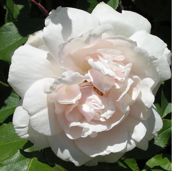 Nahaufnahme einer einzelnen Rose mit Blütenblättern