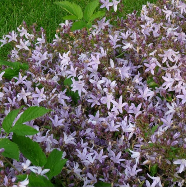 Nahaufnahme von Campanula portenschlagiana, einer Pflanze mit sternförmigen Blüten.