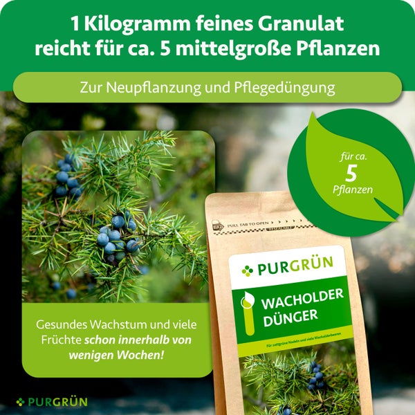 Purgrün Wacholder-Dünger, 1 Kilogramm feines Granulat für circa 5 mittelgroße Pflanzen, zur Neupflanzung und Pflegedüngung.