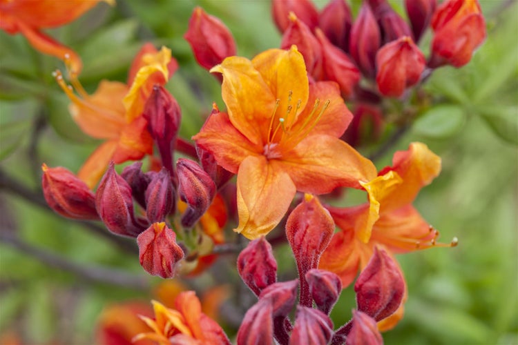 Rhododendron luteum 'Sunny Boy', gelb, 30–40 cm