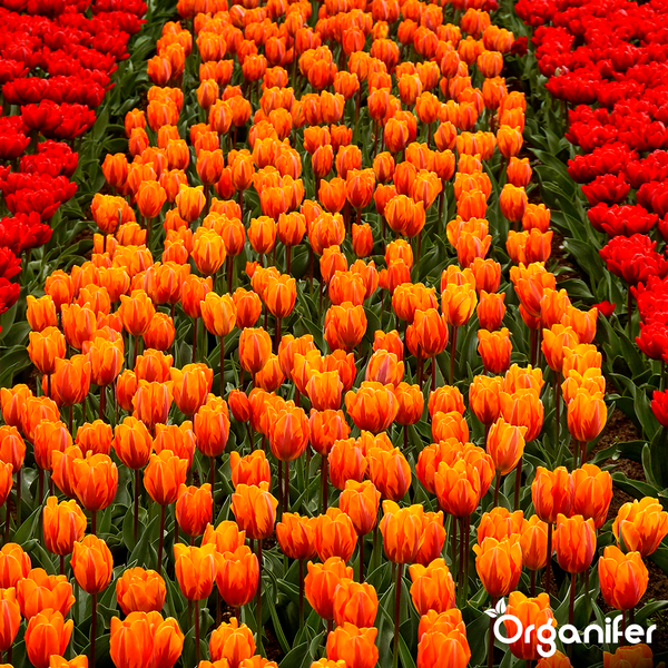 Ein Feld mit vielen orangefarbenen Tulpen und angrenzenden roten Tulpenreihen als Frühlingsbepflanzung im Garten