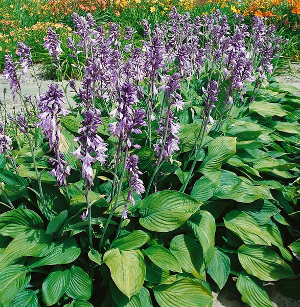 Hosta x fortunei 'Hyacinthina', Funkie, grünblättrig, ca. 11x11 cm Topf