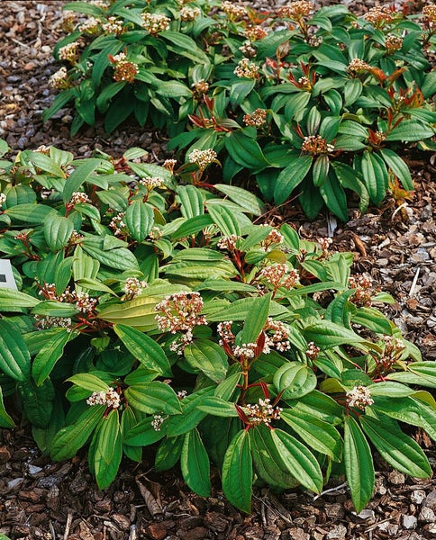 Im Bild ist eine Viburnum davidii Pflanze mit Blättern und Blüten zu sehen.