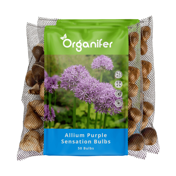 100 Allium Purple Sensation Zwiebeln (XXL-Blumenzwiebelgröße 12/+ cm) - Organifer