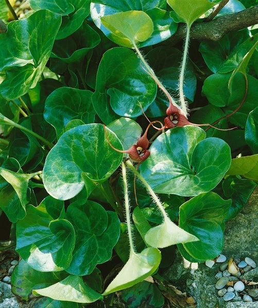 Asarum europaeum, Haselwurz, immergrün, ca. 9x9 cm Topf