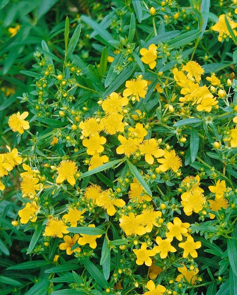 Hypericum kalmianum 'Gemo', Johanniskraut, gelb, 30–40 cm