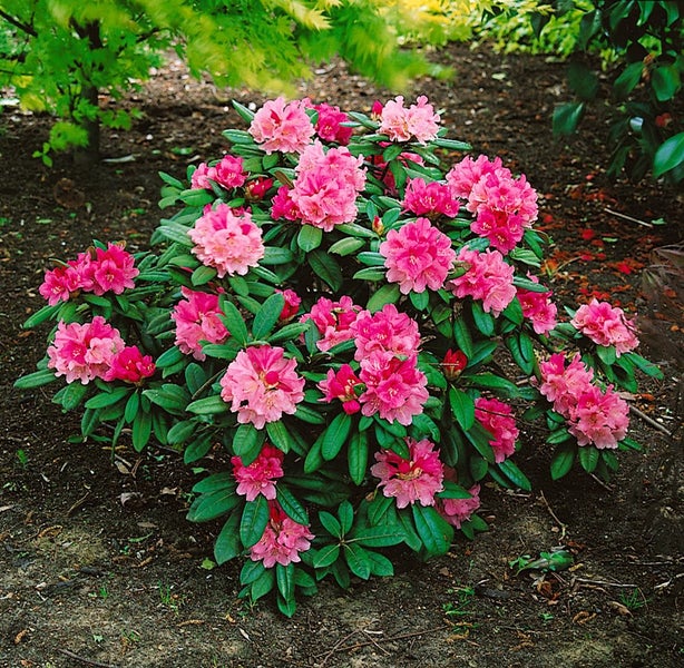 Rhododendron yak. 'Tina Heinje', rosa Blüten, 25–30 cm