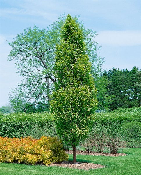 Säulenbuche im Garten als Solitärgehölz mit schmalem aufrechtem Wuchs und dichtem Laubwerk in einer Grünanlage.