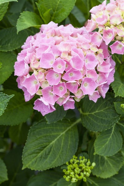 Hydrangea macrophylla 'Bela Rosa', rosa, 30–40 cm