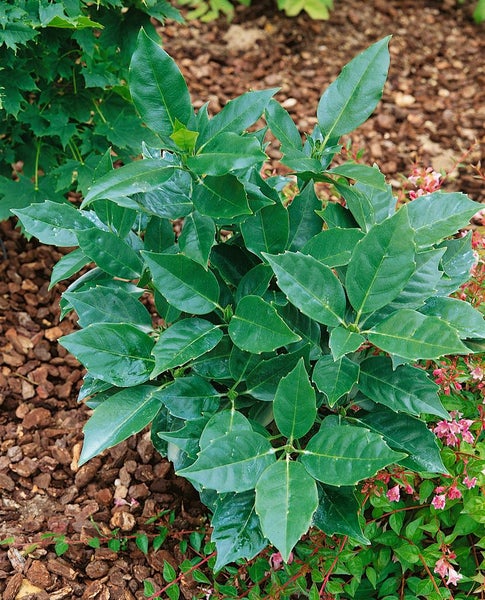 Aucuba japonica 'Rozannie', Japanische Aukube, immergrün, 30–40 cm