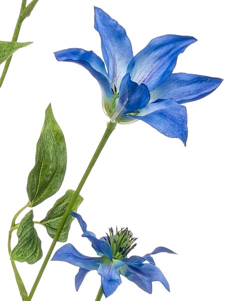 Blaue Clematis-Blüte mit grünen Blättern und Stiel.