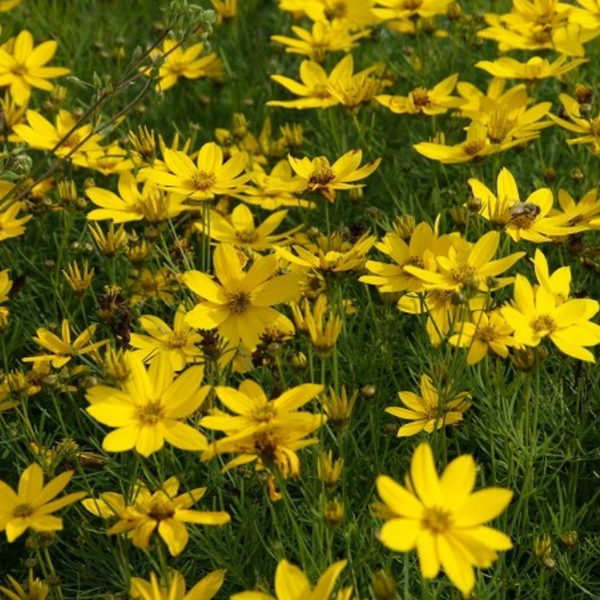 Feld von Coreopsis-Blumen