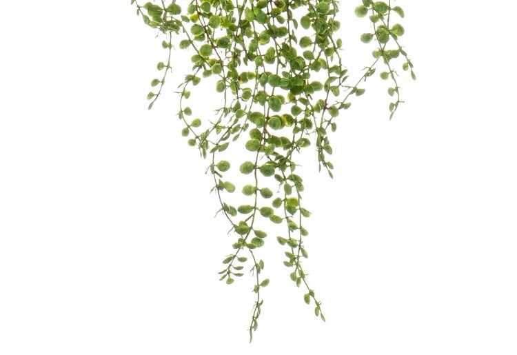 Künstliche Hängepflanze mit kleinen runden grünen Blättern.