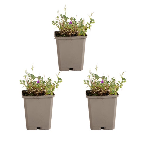 Drei Aubrieta-Pflanzen im Topf