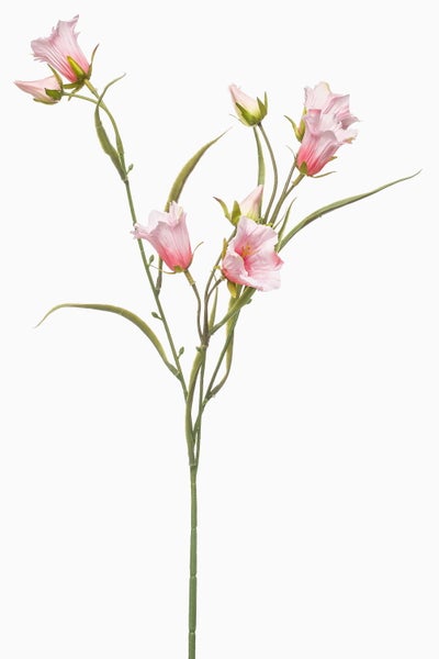 Nahaufnahme eines grünen Pflanzenstiels mit kleinen Knospen.