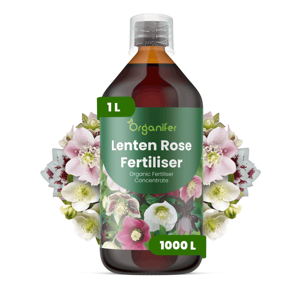 Organifer Lenzrosen-Dünger, organisches Flüssigdüngerkonzentrat, 1 Liter Flasche für bis zu 1000 Liter Gießwasser.