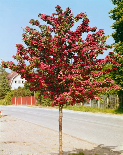 Crataegus laevigata 'Paul's Scarlet', Rotdorn, dunkelrosa, 125–150 cm