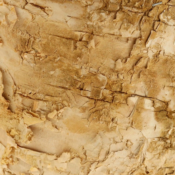 Nahaufnahme von Birkenrinde mit Rissen und Ablösungen