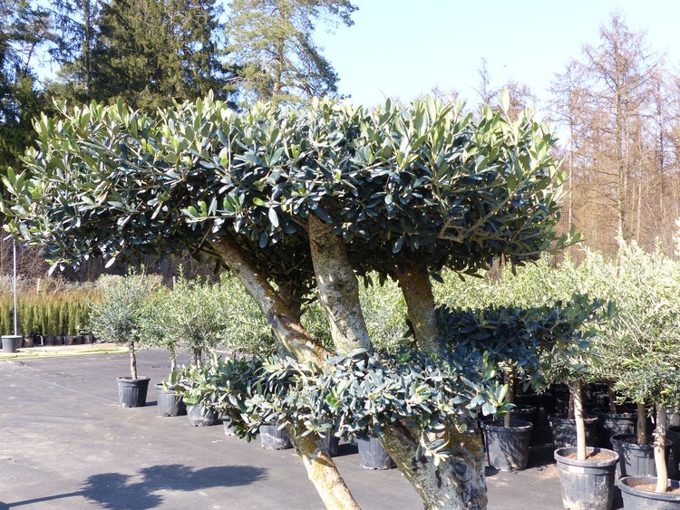 Olivenbaum Olea europaea mit dickem Stamm und flacher Krone in einer Baumschule inmitten weiterer Kübelpflanzen.