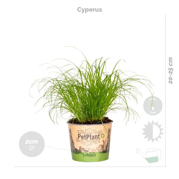 4x Haustierfreundliche Mischung – Cyperus – Chlorophytum – Chamaedorea – Callisia – ⌀12 cm – ↕15-45 cm