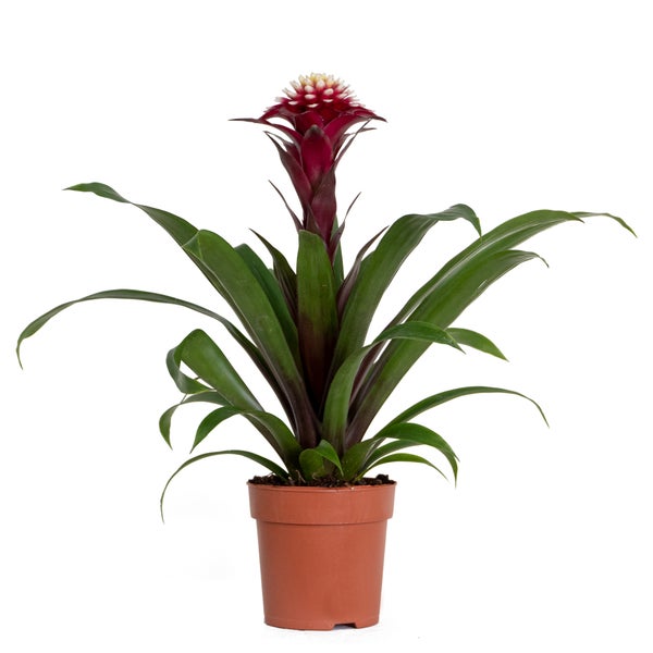 Guzmania Fransesca – Röhrenpflanze – Zimmerpflanze – Pflegeleicht – ⌀12 cm – ↕40-50 cm