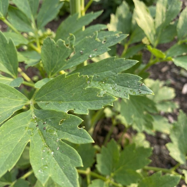 Nahaufnahme von grünen Pflanzenblättern mit Fraßspuren und dunklen Punkten durch Schädlingsbefall im Garten.