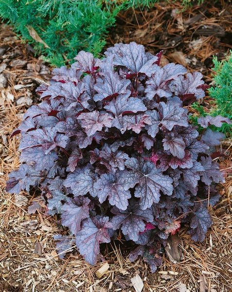 Heuchera micrantha 'Plum Pudding', Purpurglöckchen, violett, 2 Liter Topf