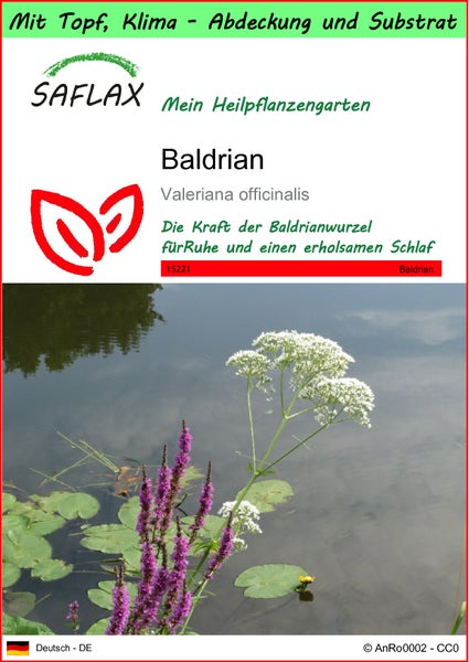 SAFLAX Garden to go - Baldrian - Valeriana officinalis - 200 Samen - Mit Topf, Klima - Deckel und Anzuchtsubstrat