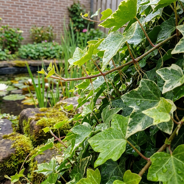 Panaschierter Efeu mit grün-weißen Blättern und Wassertropfen, wachsend an einem Gartenteich mit moosigen Steinen und Seerosen.