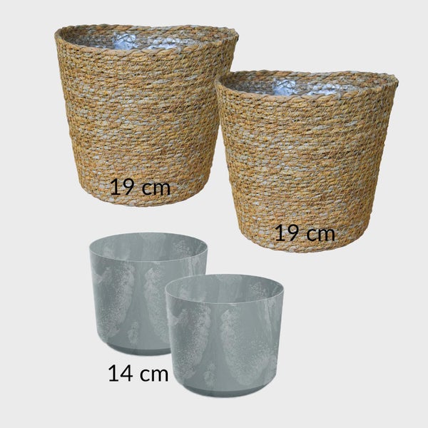 Nestfarn, Areca-Palme, Glückskastanie & Rutenkaktus – 4er Box Zimmerpflanzen Katzenliebe - Tierfreundliches Set - Höhe 15-70 cm - Töpfe 10,5-17 cm - mit Übertöpfen