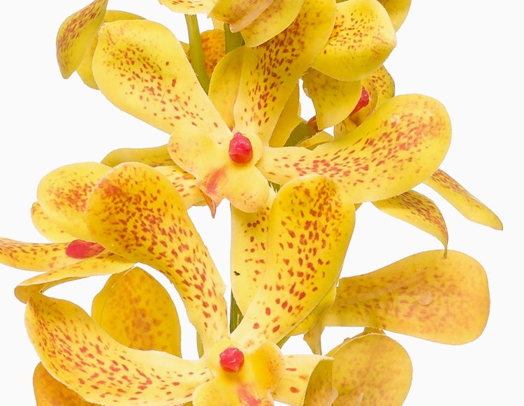 Künstliche Orchidee am Stiel mit gelben Blüten und roten Sprenkeln.