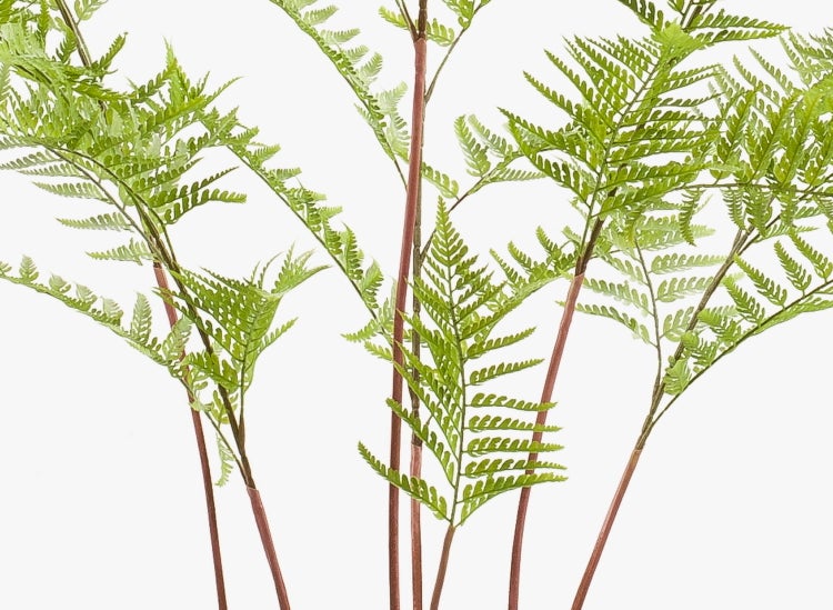 Nahaufnahme der gemusterten Blätter einer Korbmarante Calathea insignis.