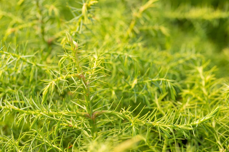 Cryptomeria japonica 'Elegans Viridis', Japanische Sicheltanne, 30–40 cm
