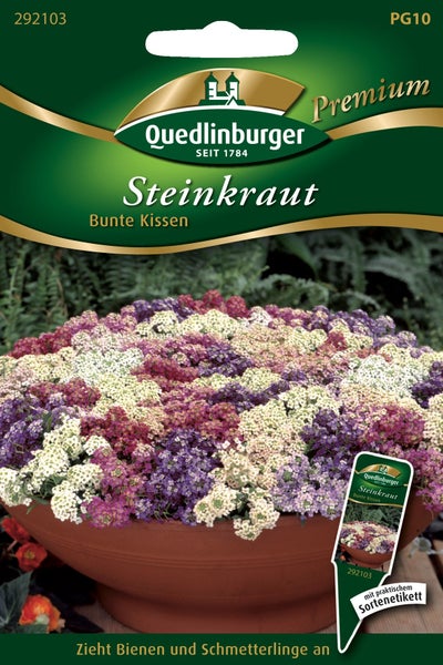Quedlinburger Logo. Samentüte für Steinkraut Bunte Kissen, bienen- und schmetterlingsfreundlich, blühend in einer Schale.