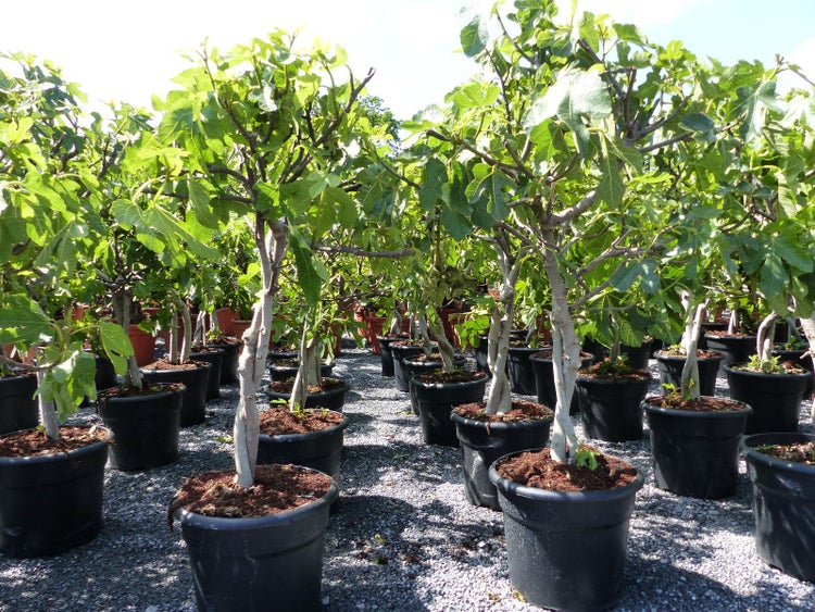 Feigenbaum 100 cm - hell UND dunkel - in 1 Topf, Obstbaum, winterhart, Ficus Carica, Feige