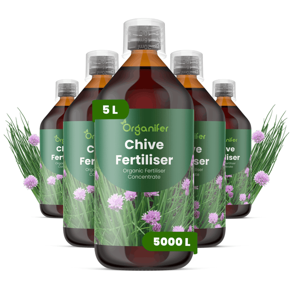 Organifer Bio Schnittlauchdünger Konzentrat, fünf Flaschen zu je 5 Liter, ergibt 5000 Liter Düngemittel.