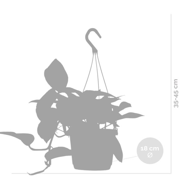 Scindapsus Marble Queen – Dragon Ivy – Hängepflanze – ⌀17 cm - ↕35-45 cm