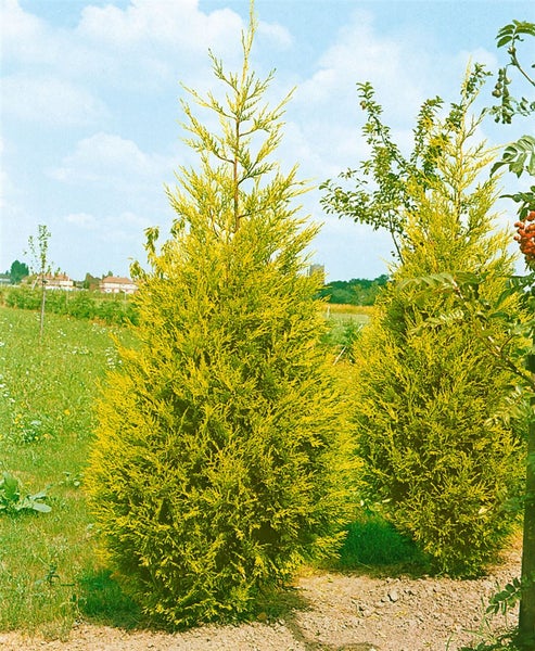 Cupressocyparis leylandii 'Castlewellan Gold', goldgrün, 100–125 cm
