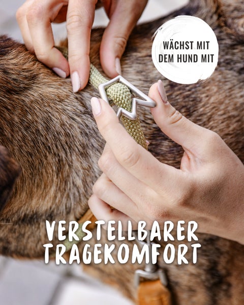 Nahaufnahme eines verstellbaren Hundehalsbandes am Hals eines Hundes.