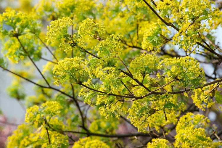 Acer campestre, Feldahorn, 60–100 cm