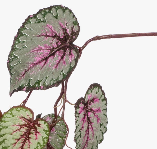 Blätter einer künstlichen Begonia Rex mit pinker und silberner Musterung.