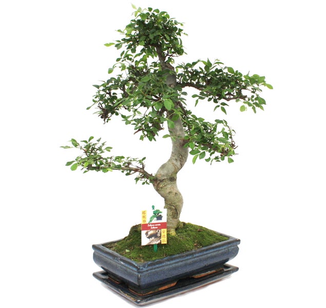 Bonsai Chinesische Ulme - Ulmus parviflora - ca. 12-15 Jahre