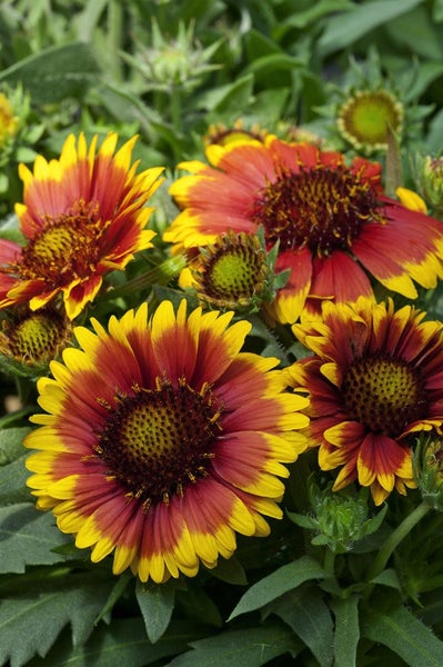 Gaillardia x grandiflora 'Arizona Sun', Kokardenblume, rot-gelb, ca. 9x9 cm Topf