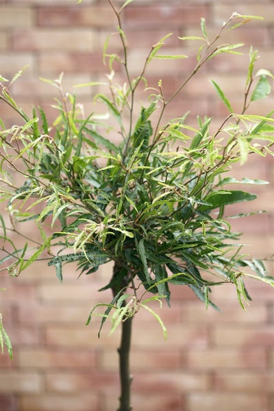 Fagus sylvatica 'Mercedes', Rotbuche, 60–80 cm