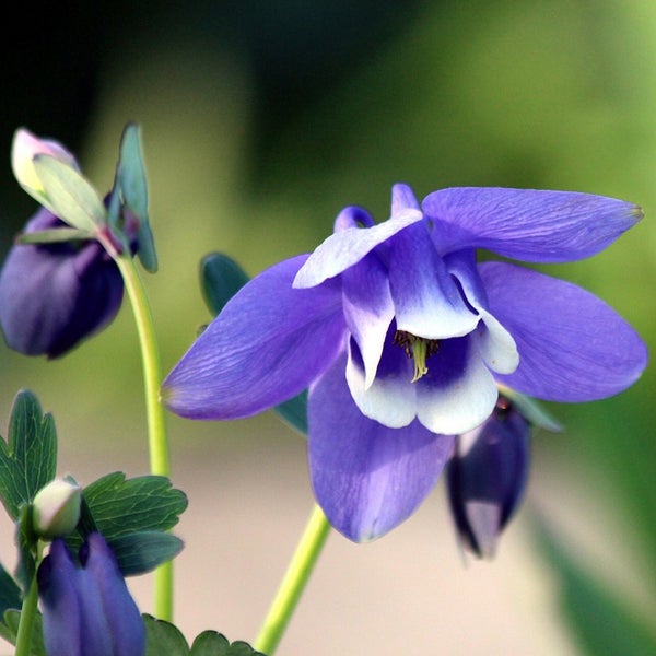 Nahaufnahme einer blauen Akelei-Blume