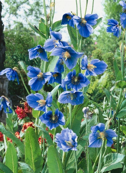 Meconopsis betonicifolia, Blauer Scheinmohn, ca. 9x9 cm Topf