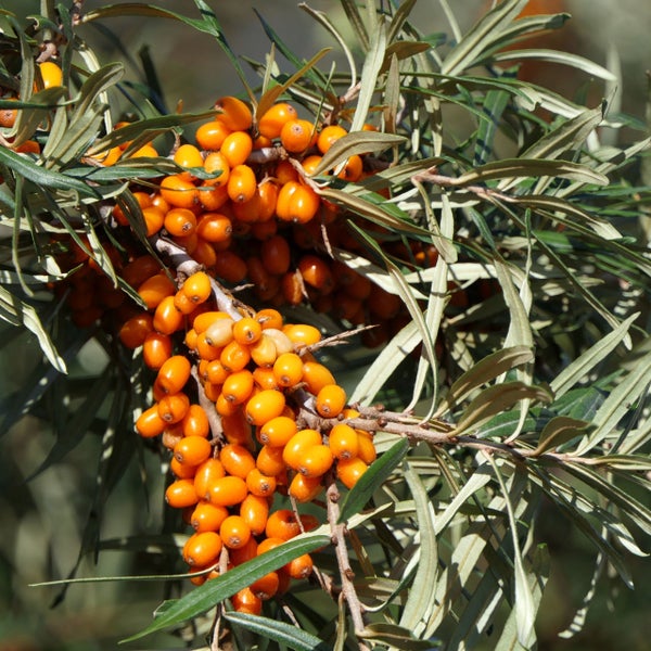 Sanddornzweig mit vielen reifen orangefarbenen Beeren und schmalen, silbrig-grünen Blättern.