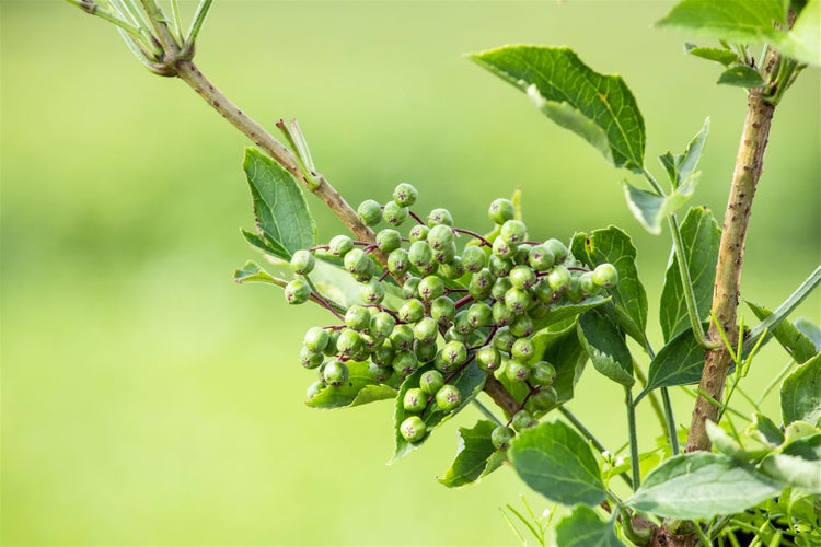 Sambucus nigra 'Haschberg', Schwarzer Holunder, 80–100 cm, ertragreich